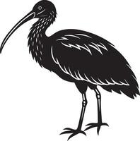 a silhouette of a ibis on a white background. illustration vector