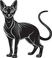 image of a Sphynx cat on a white background. vector