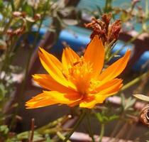 Beautiful blooming flower in garden photo