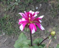 Beautiful blooming flower in garden photo