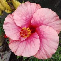 hermosa floreciente flor en jardín foto