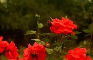 Beautiful blooming flower in garden photo