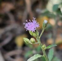 Beautiful blooming flower in garden photo