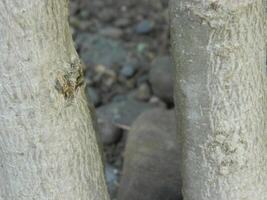 A macro photo of the bark of a living tree in the tropics shows a unique striped pattern