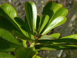 close-up photo of green plants growing wild in tropical mountain areas