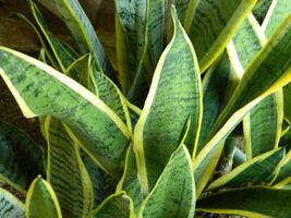 close-up photo of green plants growing wild in tropical mountain areas