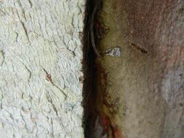 A macro photo of the bark of a living tree in the tropics shows a unique striped pattern