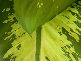 close-up photo of green plants growing wild in tropical mountain areas