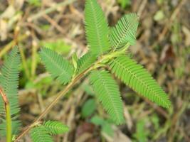 close-up photo of green plants growing wild in tropical mountain areas