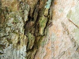 un macro foto de el ladrar de un vivo árbol en el zona tropical muestra un único a rayas modelo
