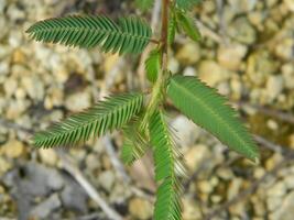 close-up photo of green plants growing wild in tropical mountain areas