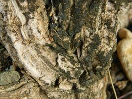 A macro photo of the bark of a living tree in the tropics shows a unique striped pattern