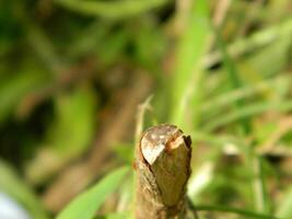 un macro foto de el ladrar de un vivo árbol en el zona tropical muestra un único a rayas modelo