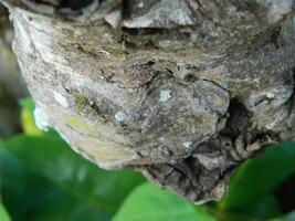 un macro foto de el ladrar de un vivo árbol en el zona tropical muestra un único a rayas modelo