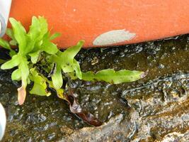 close-up photo of green plants growing wild in tropical mountain areas