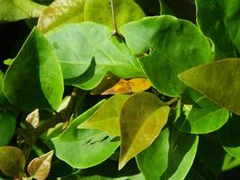 close-up photo of green plants growing wild in tropical mountain areas