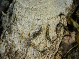 un macro foto de el ladrar de un vivo árbol en el zona tropical muestra un único a rayas modelo