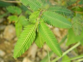 close-up photo of green plants growing wild in tropical mountain areas