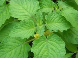 close-up photo of green plants growing wild in tropical mountain areas