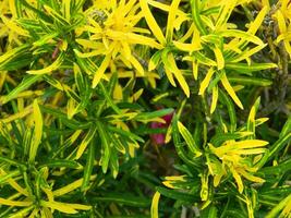 close-up photo of green plants growing wild in tropical mountain areas