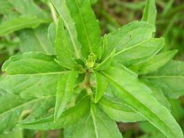 close-up photo of green plants growing wild in tropical mountain areas