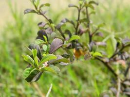 Close-up photo of a wild green plant that has beautiful flowers. Plants that grow wild in tropical nature