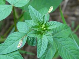 close-up photo of green plants growing wild in tropical mountain areas