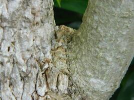 A macro photo of the bark of a living tree in the tropics shows a unique striped pattern