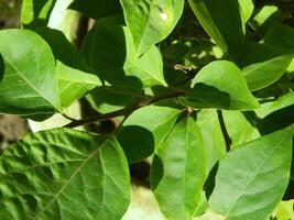 close-up photo of green plants growing wild in tropical mountain areas