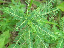 close-up photo of green plants growing wild in tropical mountain areas