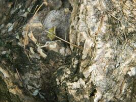 A macro photo of the bark of a living tree in the tropics shows a unique striped pattern