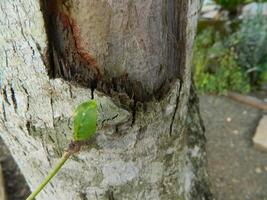 A macro photo of the bark of a living tree in the tropics shows a unique striped pattern