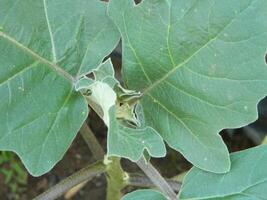 close-up photo of green plants growing wild in tropical mountain areas