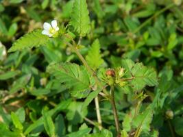 Close-up photo of a wild green plant that has beautiful flowers. Plants that grow wild in tropical nature