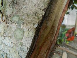 un macro foto de el ladrar de un vivo árbol en el zona tropical muestra un único a rayas modelo