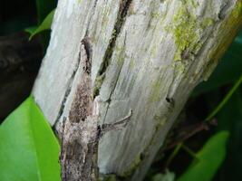 A macro photo of the bark of a living tree in the tropics shows a unique striped pattern