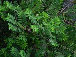 natural verde antecedentes desde plantas ese crecer en tropical lugares. adecuado para plantillas, carteles, vallas publicitarias o pancartas foto