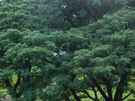 Natural green background from plants that grow in tropical places. Suitable for templates, posters, billboards or banners photo