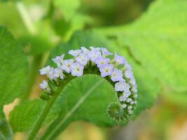 Close-up photo of a wild green plant that has beautiful flowers. Plants that grow wild in tropical nature