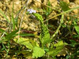 Close-up photo of a wild green plant that has beautiful flowers. Plants that grow wild in tropical nature