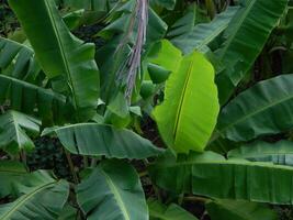 Natural green background from plants that grow in tropical places. Suitable for templates, posters, billboards or banners photo