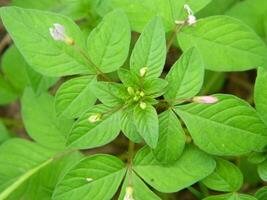 Close-up photo of a wild green plant that has beautiful flowers. Plants that grow wild in tropical nature