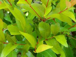 Natural green background from plants that grow in tropical places. Suitable for templates, posters, billboards or banners photo