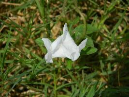 Close-up photo of a wild green plant that has beautiful flowers. Plants that grow wild in tropical nature