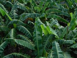 Natural green background from plants that grow in tropical places. Suitable for templates, posters, billboards or banners photo