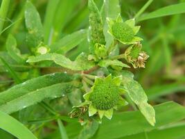 Close-up photo of a wild green plant that has beautiful flowers. Plants that grow wild in tropical nature