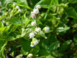 Close-up photo of a wild green plant that has beautiful flowers. Plants that grow wild in tropical nature