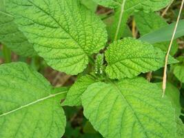 close-up photo of green plants growing wild in tropical mountain areas
