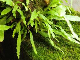 close-up photo of green plants growing wild in tropical mountain areas