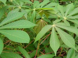 The stems, stalks and leaves of cassava with the Latin name Manihot Esculenta grow in tropical areas photo